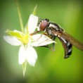 /album/hiresegek-blogja/photolia-a02-jpg/