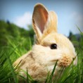 /album/hiresegek-blogja/photolia-a03-jpg/